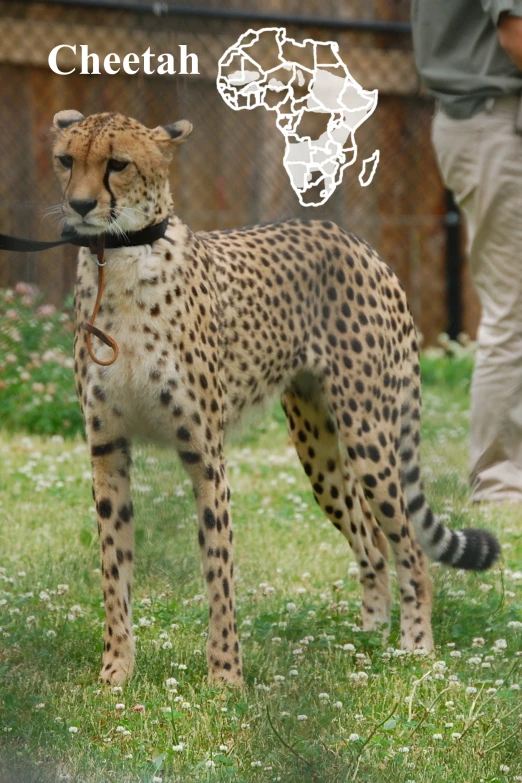 a cheetah on a leash is looking over at the camera