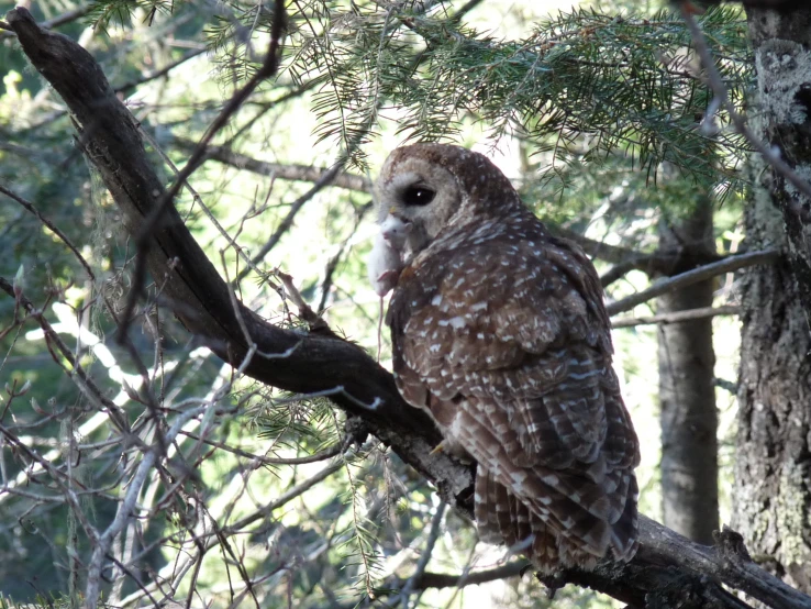 an owl is perched in a tree in the forest