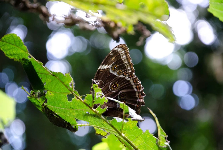 an image of a brown and white erfly on a leaf