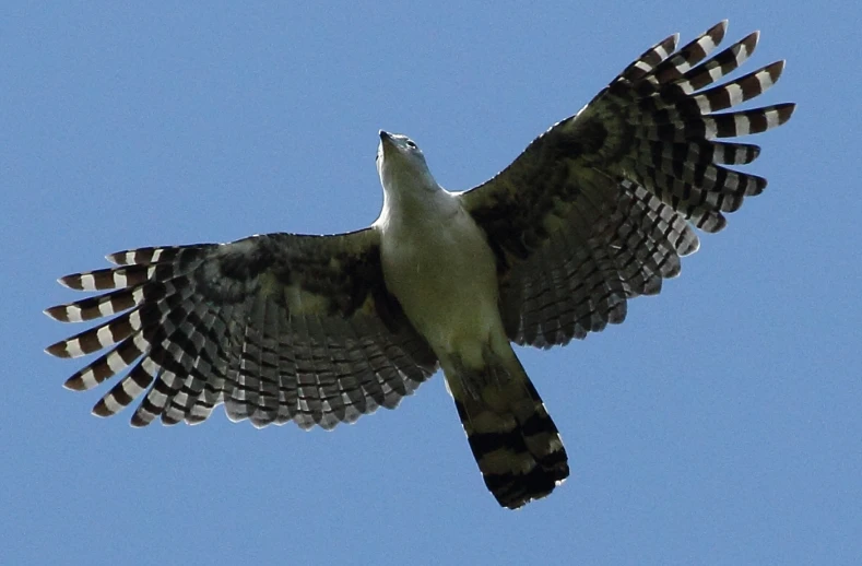 a hawk in the air with wings outstretched