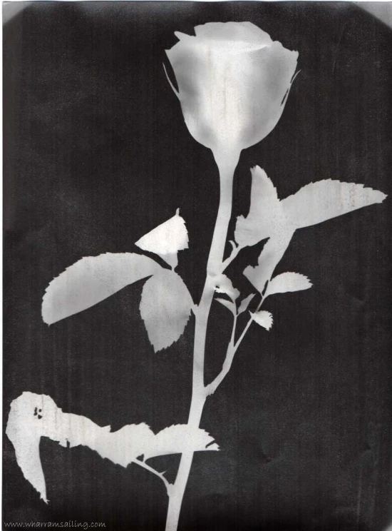 black and white po of a single flower
