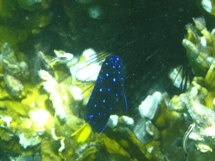 blue fish in the middle of seaweed in water