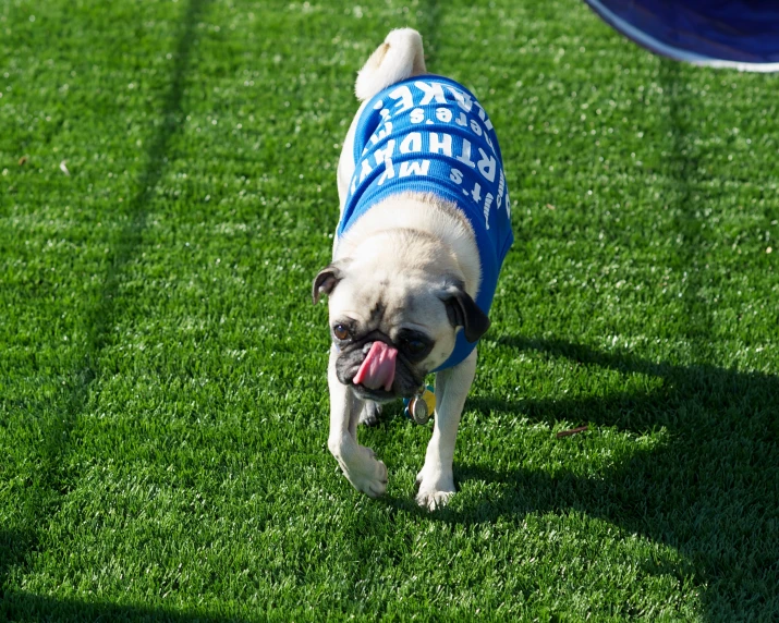 a small pug dog wearing a blue shirt in the grass