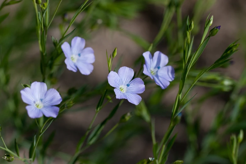 the very small flowers are blooming outside in the sunshine