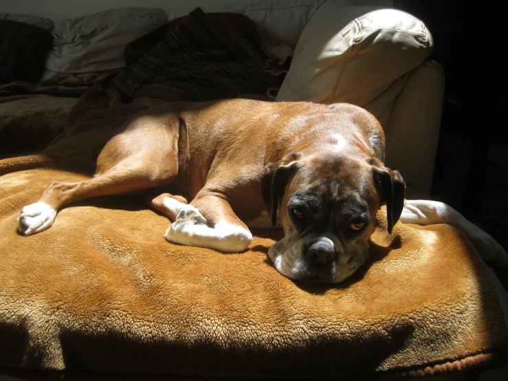 a large brown dog is laying on an orange cushion