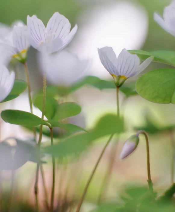 close up of flowers in a green plant