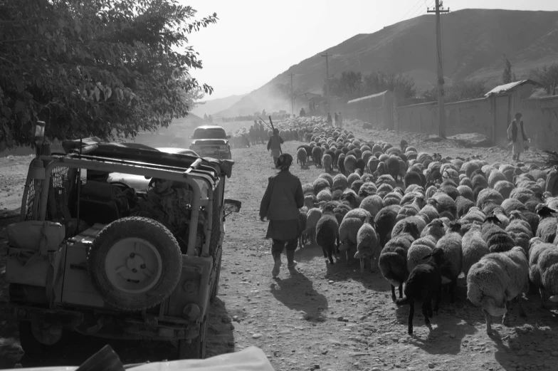 a herd of sheep walking on a dirt road