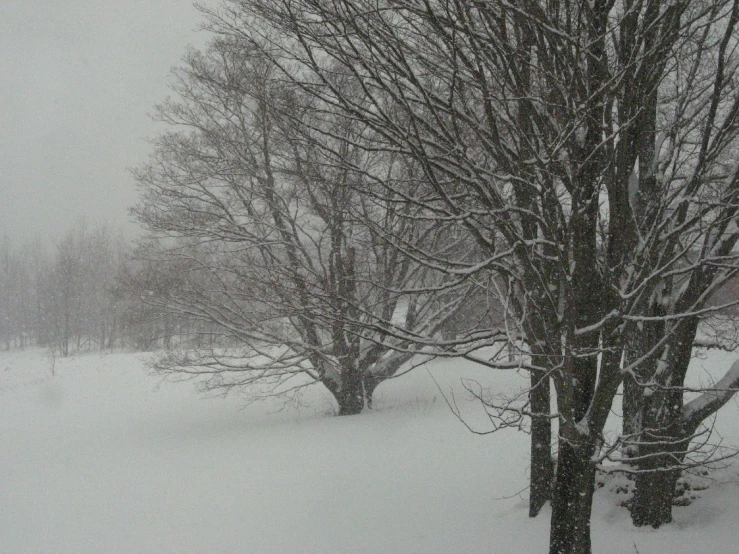 a snowy area with trees and some houses