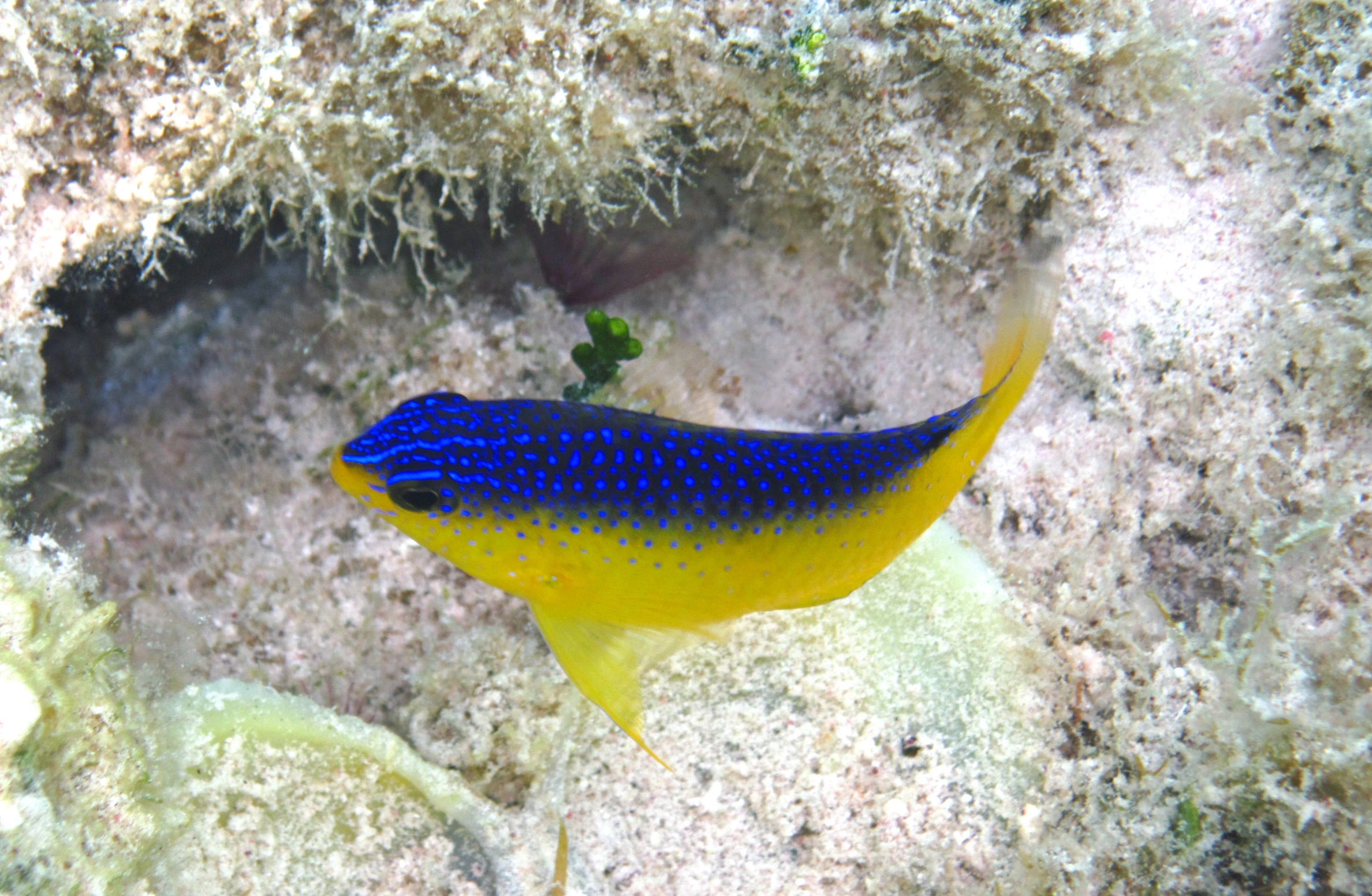 a small blue and yellow fish on a seabed