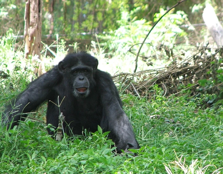 a big gorilla standing in the grass in the woods