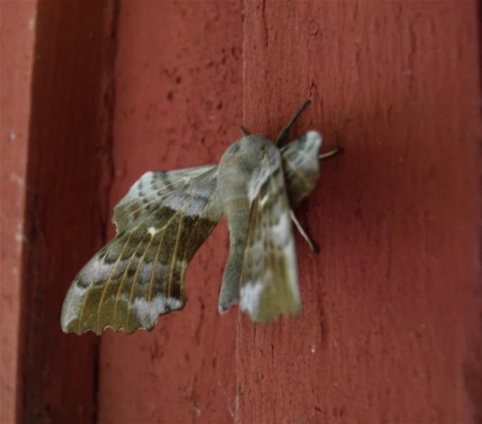 a moth is hanging out of the side of a building