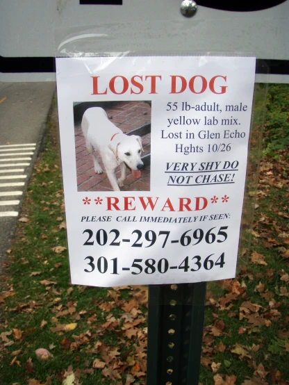 sign for lost dogs on post with grass and leaves