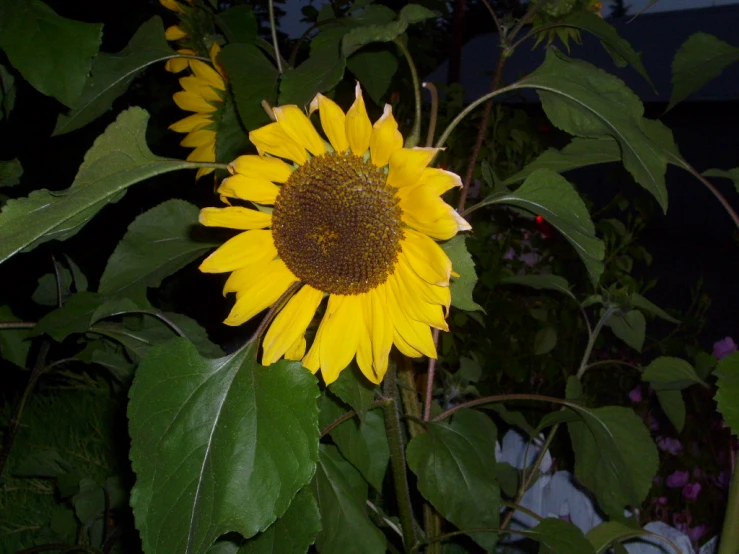 a large yellow sunflower surrounded by green leaves