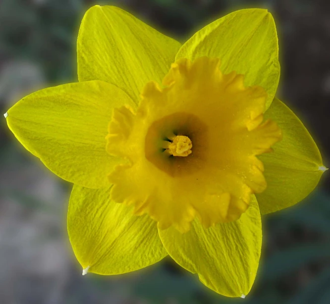 a small yellow flower with a big center