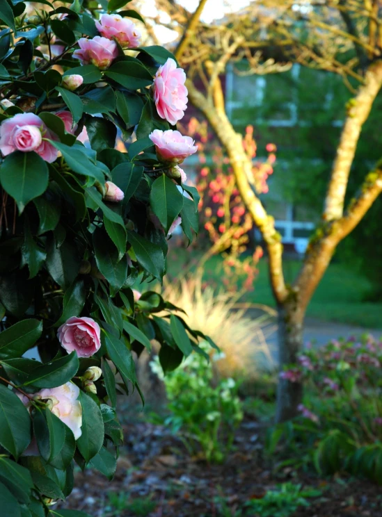 pink flowers are blooming in a garden