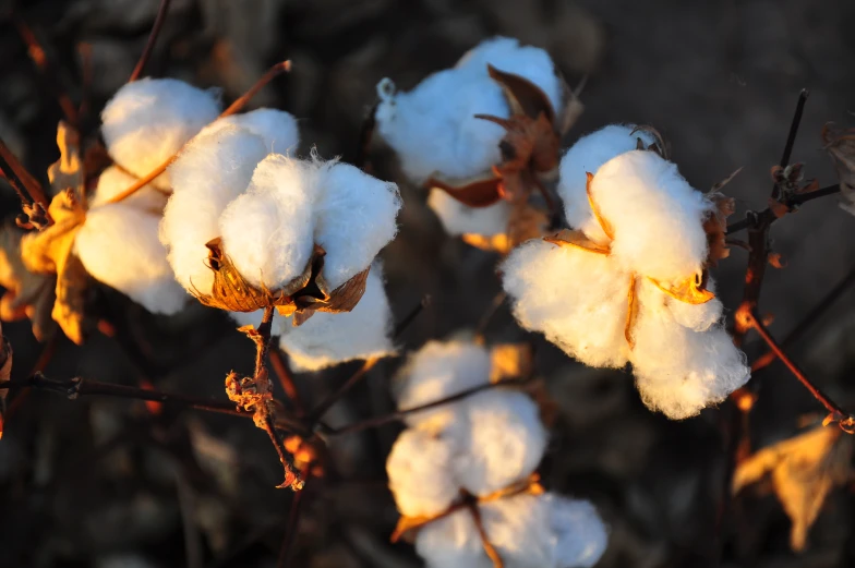 some cotton plants with snow on it