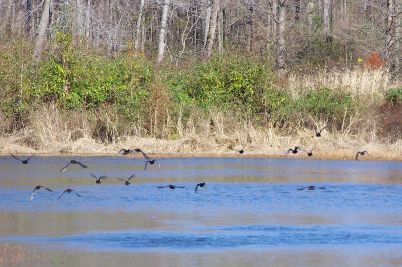 a flock of birds flying over water next to a forest