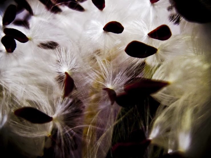a group of white feathers with some black feathers sticking out of it
