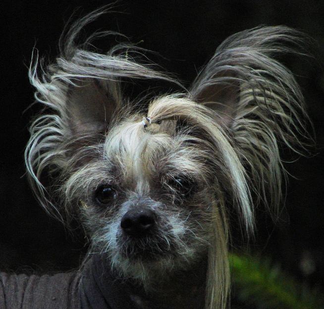 small dog with long hair looking ahead