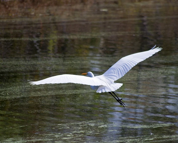 a white bird flying over a body of water