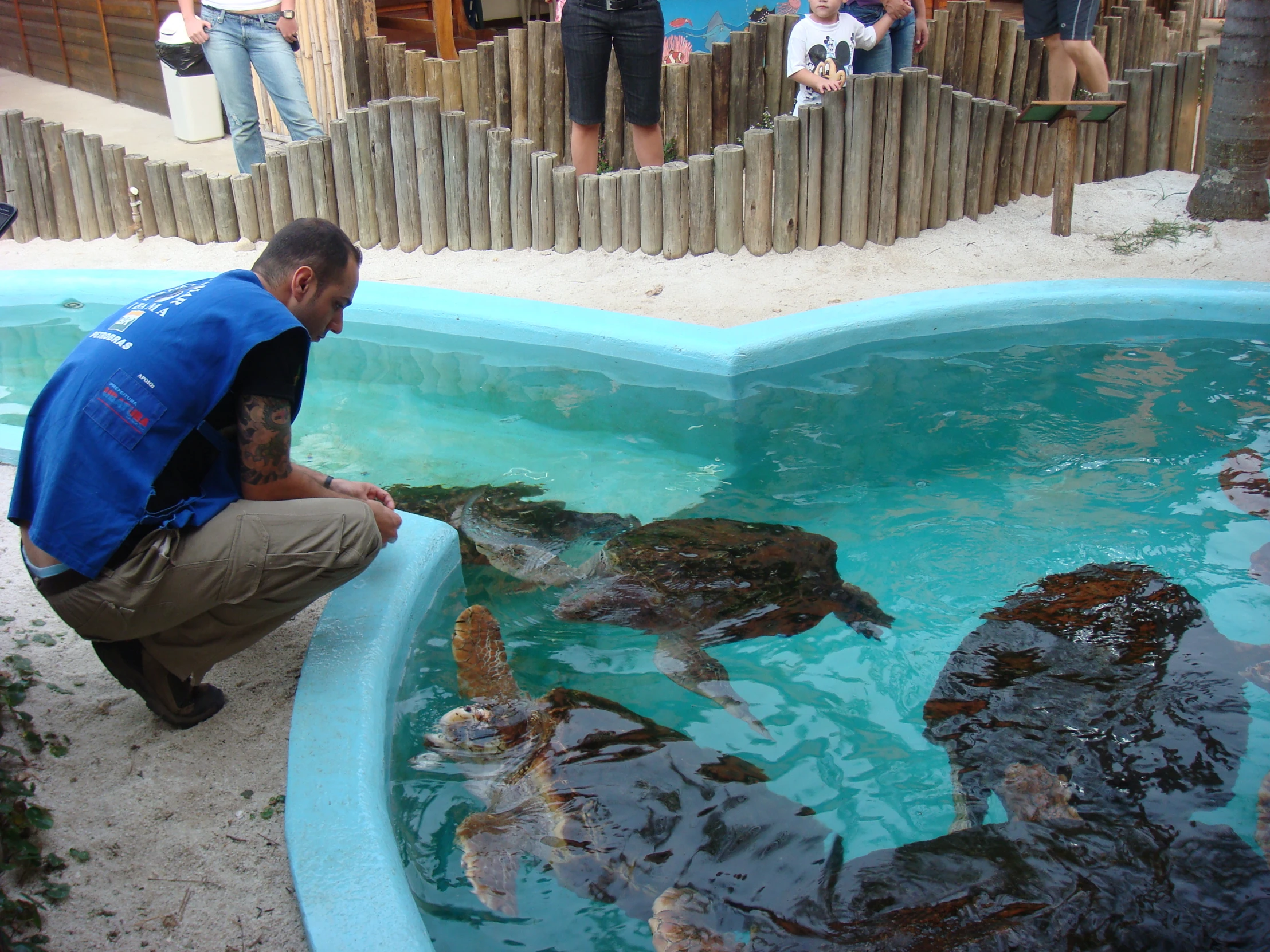 a person feeding two turtles in a large pool of water