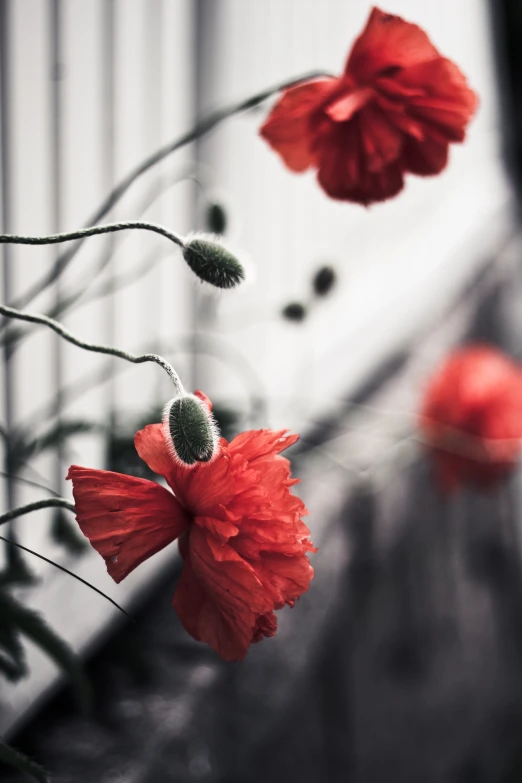 a bunch of flowers with stems and some flowers next to it