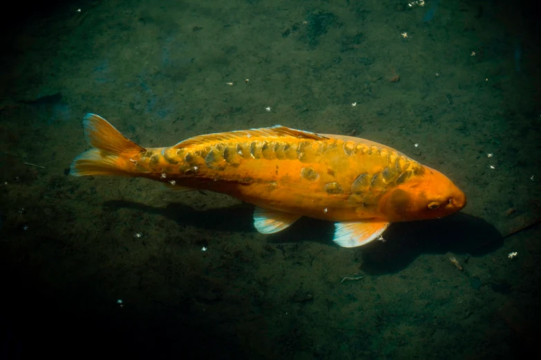 an orange and white fish is in some water