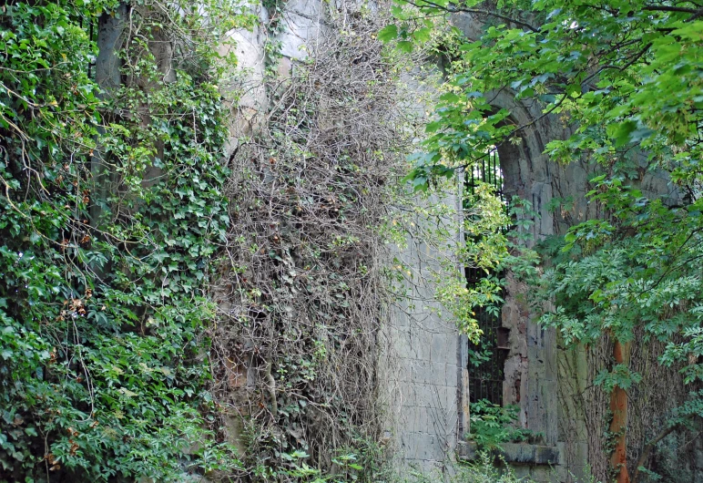 a dirt path with a large tree covered wall
