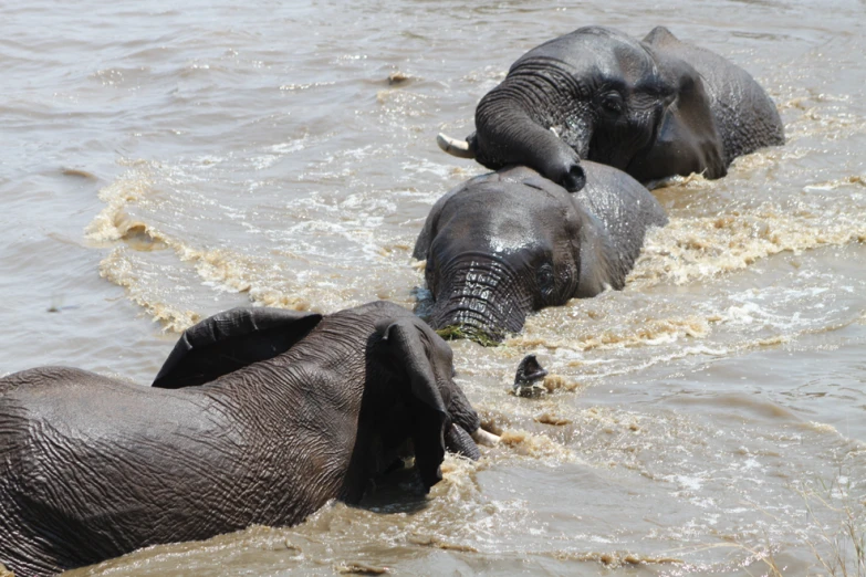 three elephants splash in the water in a body of water