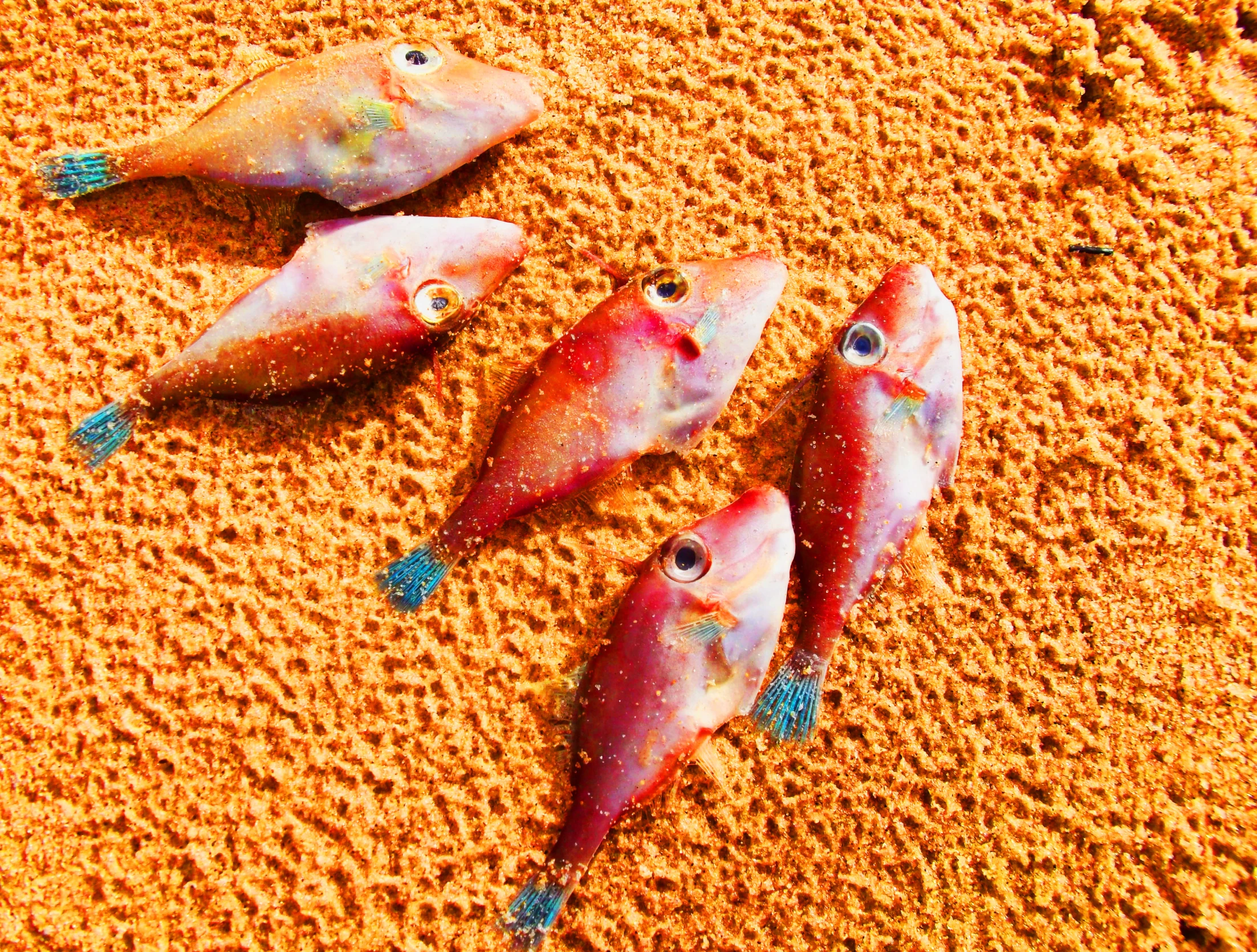 five small fish lay on a beach, painted and laid out