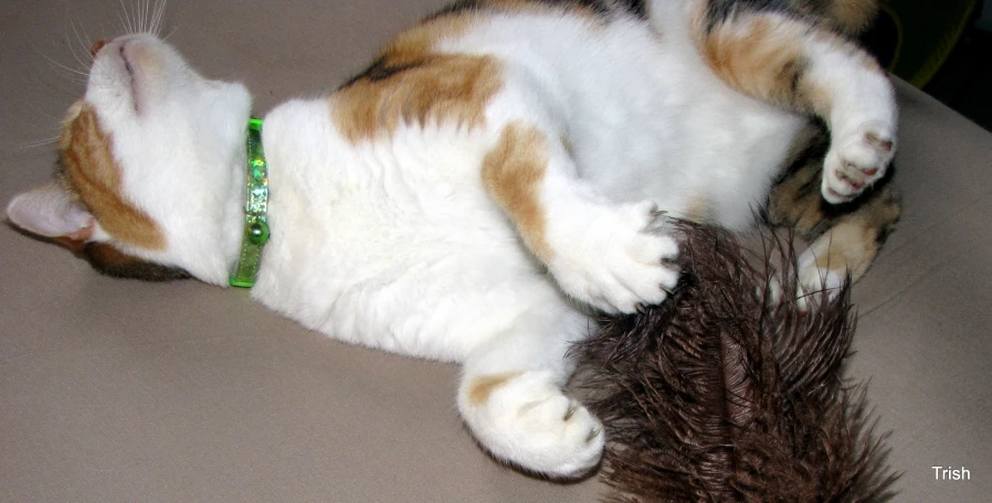 a brown and white cat playing with a toy