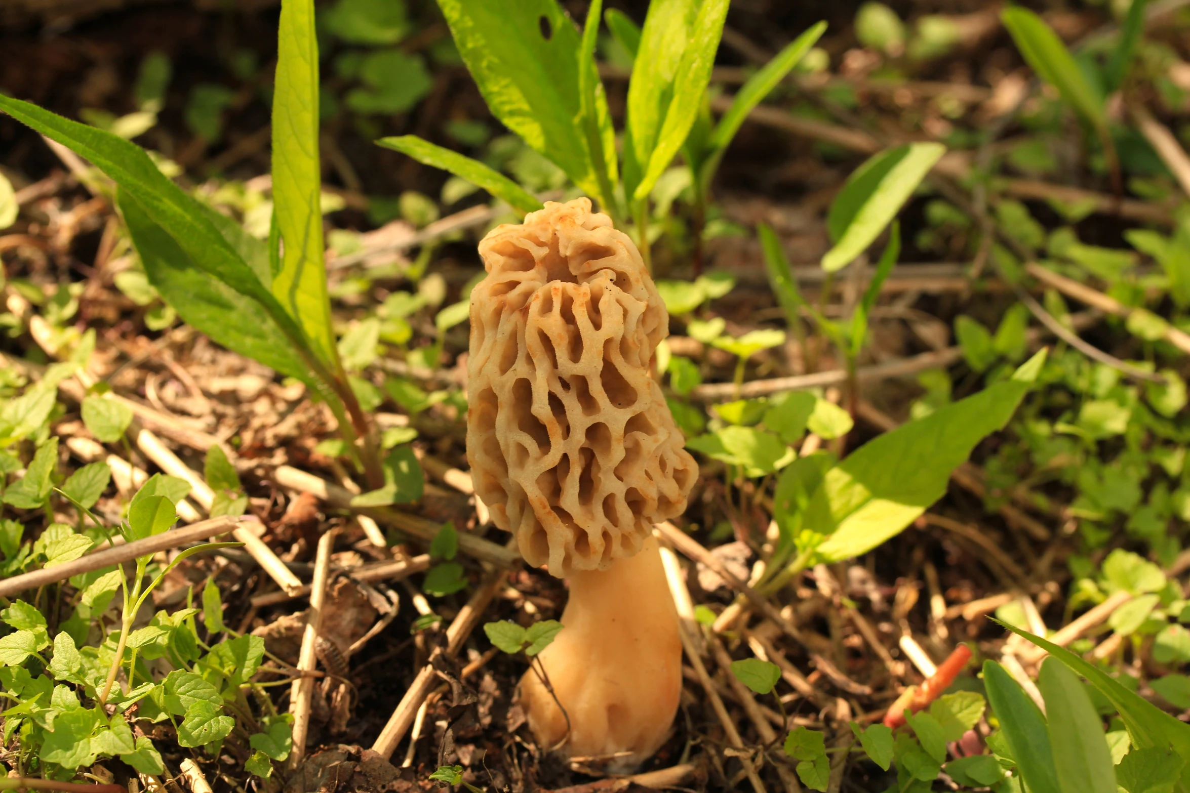 an edible mushroom sitting on the ground next to some plants