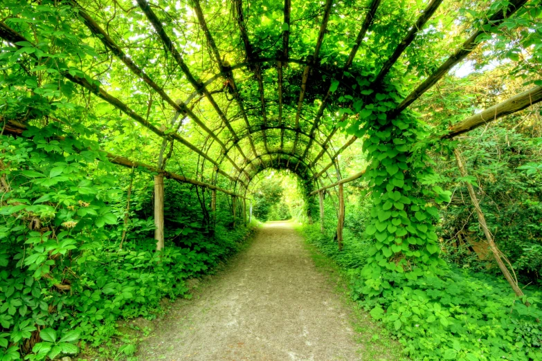 an arched walkway in a park covered with green plants