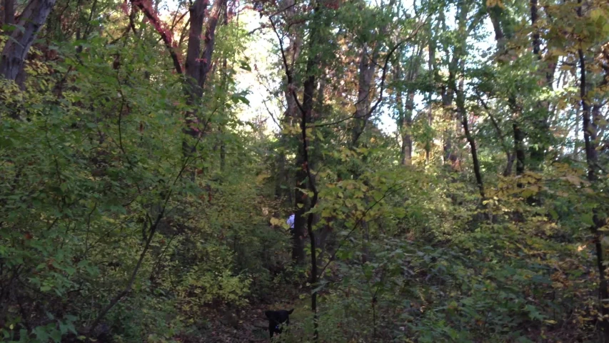 a black bear walks through the woods on a sunny day