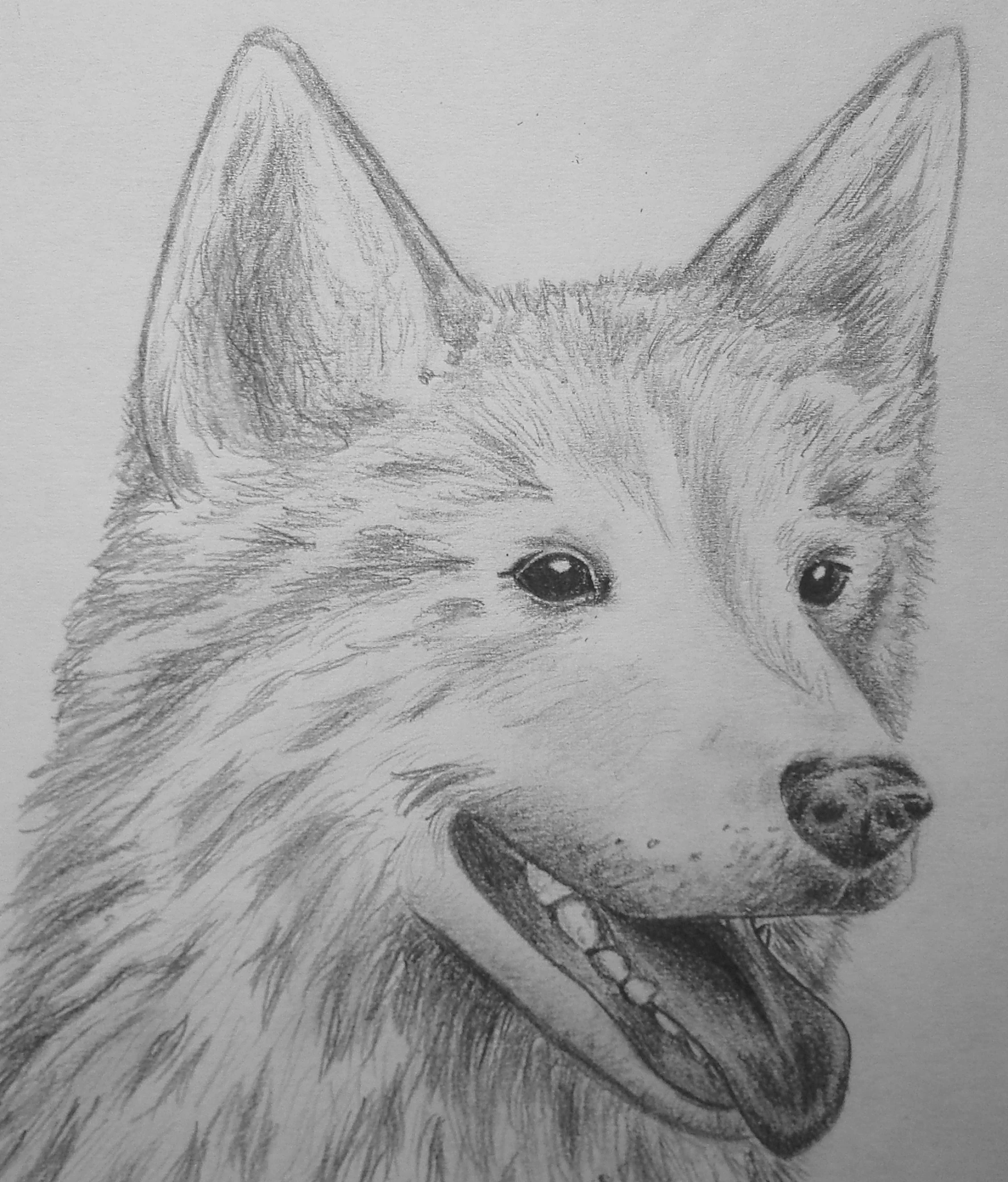 pencil drawing of a wolf, done in a single point of view