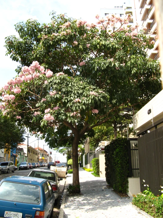 cars parked along side a sidewalk lined with bushes