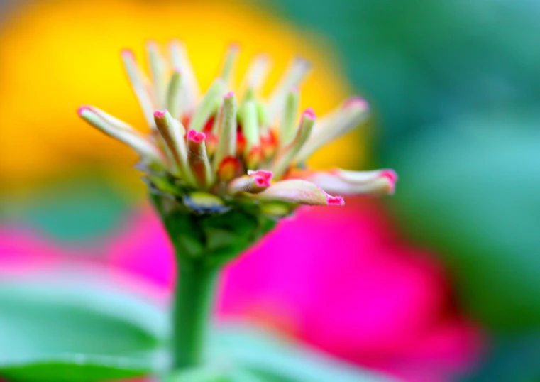 a close - up view of a small red and yellow flower