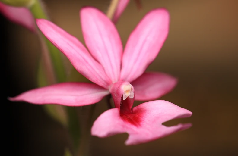 a close up of a pink flower with leaves