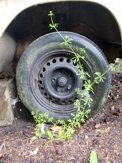 the tire on the car has a plant growing out of it