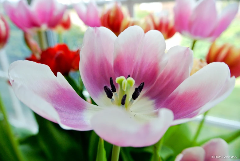 pink flowers with red and orange buds sit in a vase