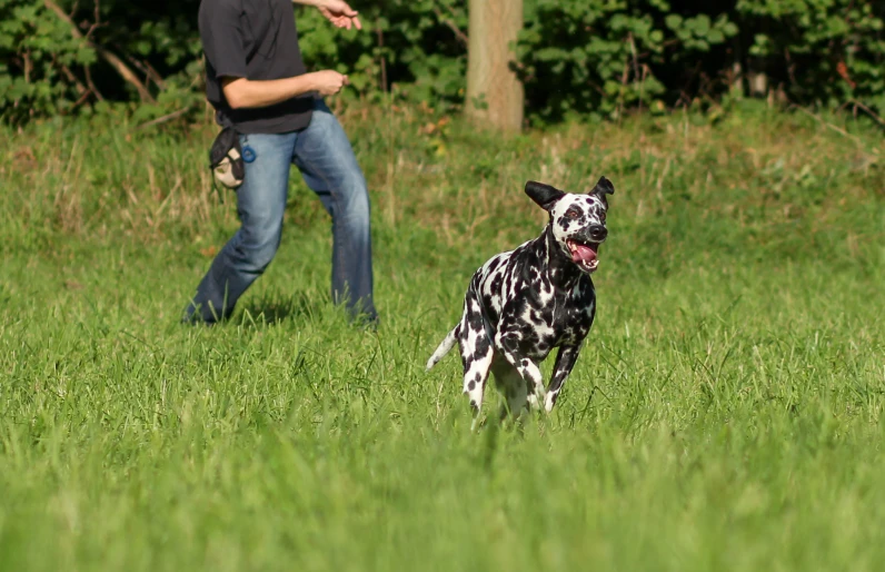 a black and white dog walking on top of a lush green field