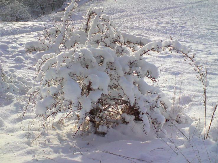 a bush is covered in snow while some are walking