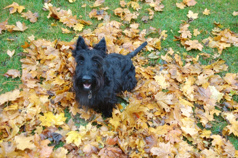 a dog standing on leaves in the yard