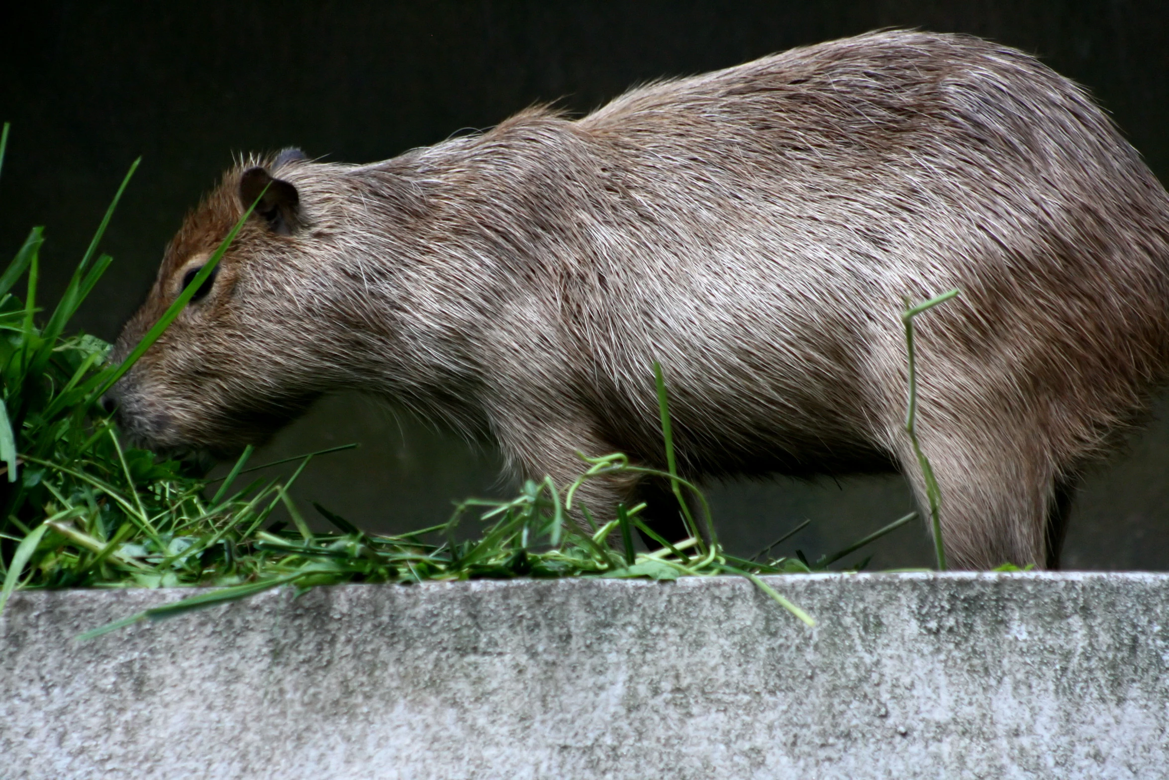 a capybara walking in a green grass field