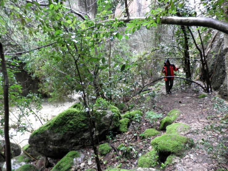 a person is walking across a forest bridge