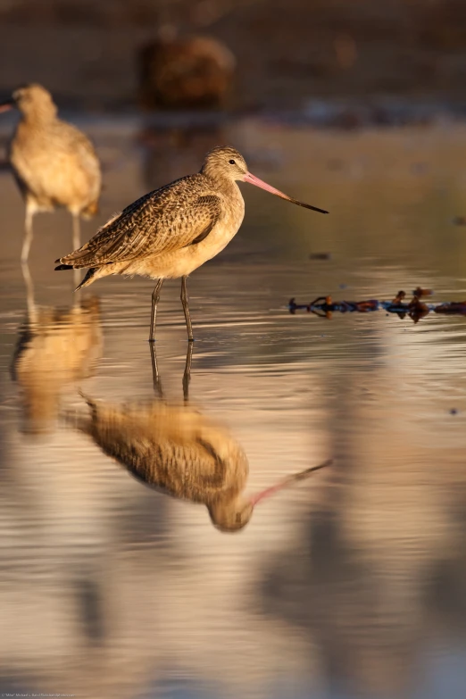 some little birds that are standing in the water