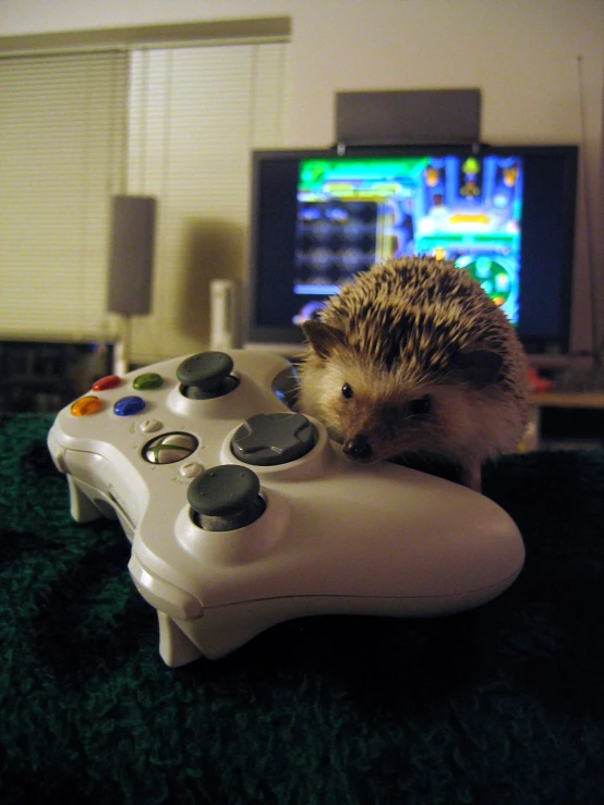 a hedgehog sitting on top of a controller