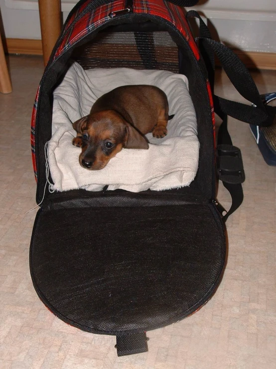 a small puppy sitting in a pet bed