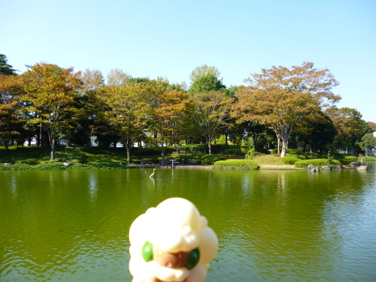 the view of a park with trees from across the water