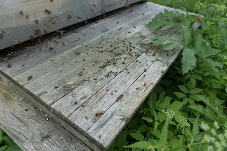 a wooden bench with lots of insects on it